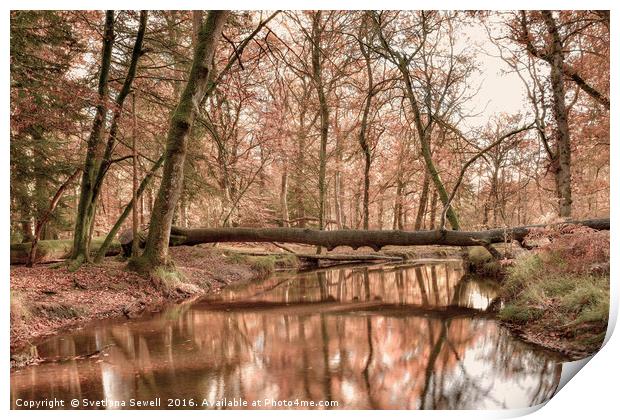 Forest Reflections Print by Svetlana Sewell