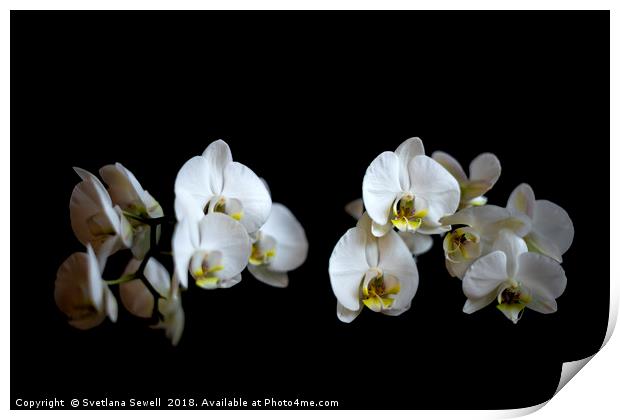 White Orchid Print by Svetlana Sewell