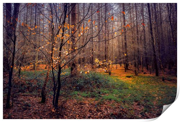 Woods Print by Svetlana Sewell