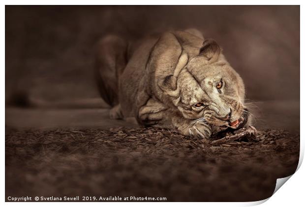Lioness Print by Svetlana Sewell