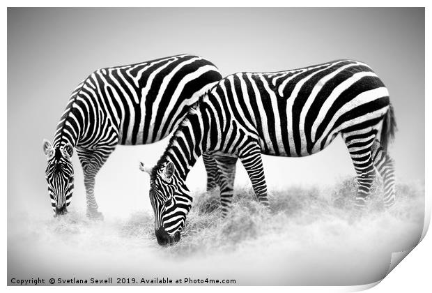 Zebras Print by Svetlana Sewell