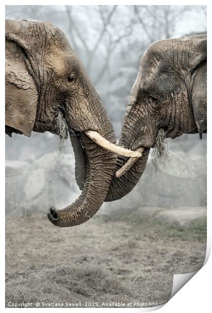 Elephants Print by Svetlana Sewell