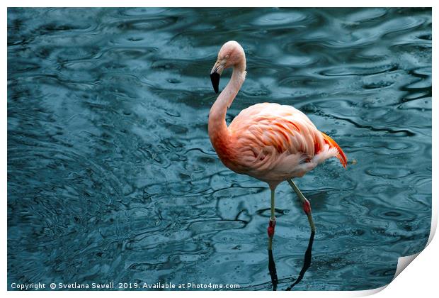 Flamingo Print by Svetlana Sewell