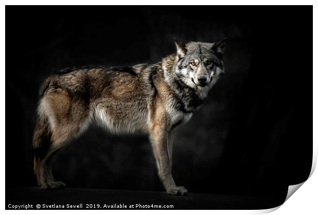 Wolf                                               Print by Svetlana Sewell