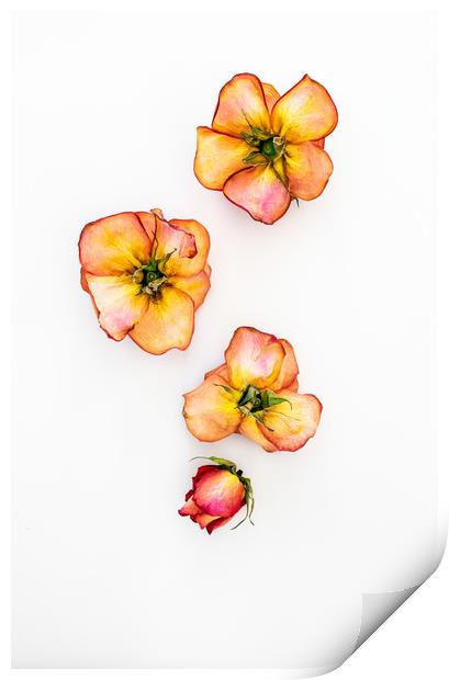 Dry Roses Print by Svetlana Sewell