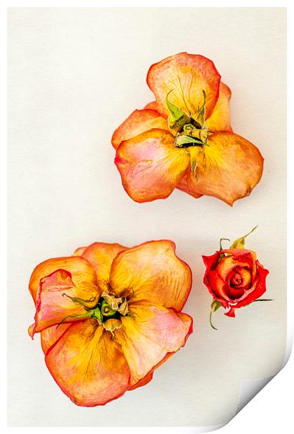 Three dry roses Print by Svetlana Sewell
