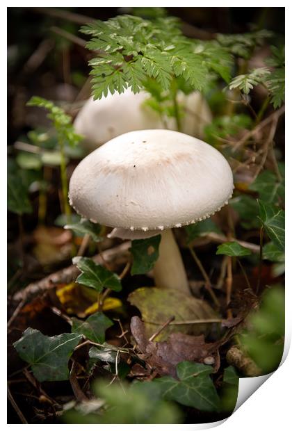 Forest Mushrooms Print by Svetlana Sewell