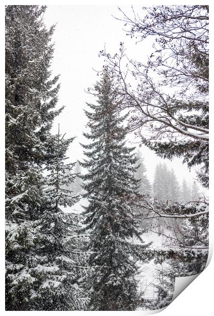 Winter Pine Trees Print by Svetlana Sewell