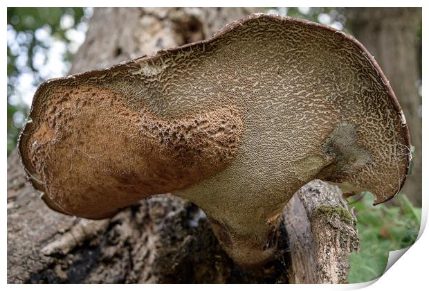Tree Fungus Print by Svetlana Sewell