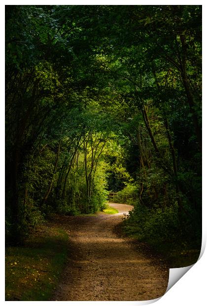 Woodland Path Print by Svetlana Sewell