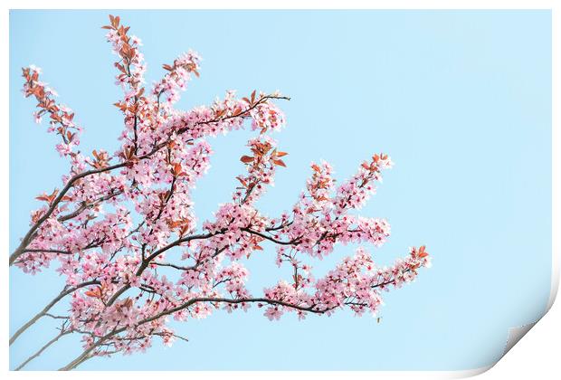 Cherry Blossom Tree Print by Svetlana Sewell