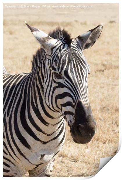 Zebra in Ngorongoro Crater Print by Mark Roper