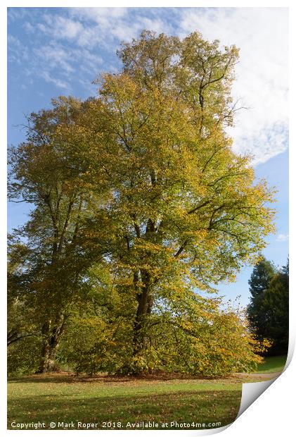 Tree with beautiful autumn colours at Nowton Park Print by Mark Roper