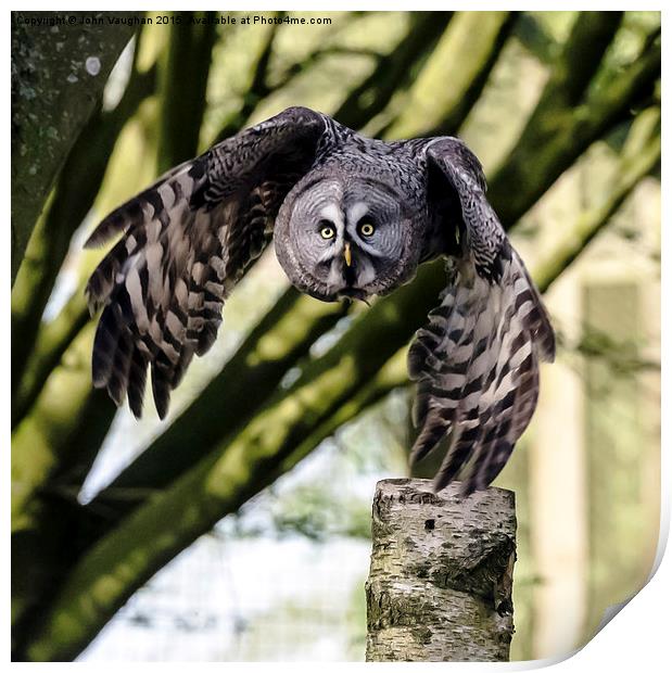   Great Grey Owl Print by John Vaughan