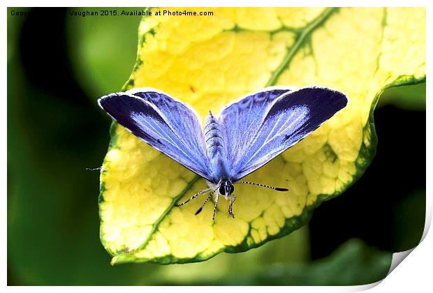  Holly Blue Butterfly Print by John Vaughan