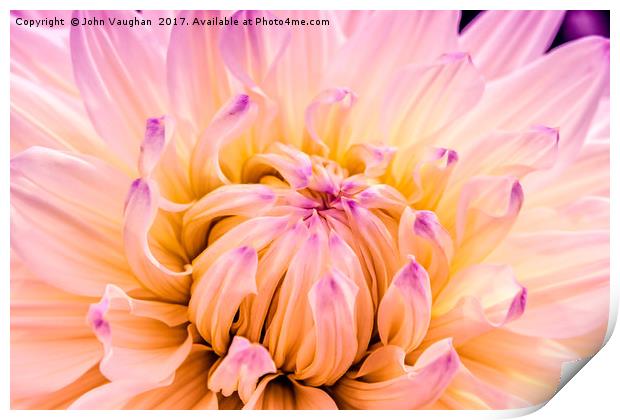 Dahlia Violet and White Print by John Vaughan