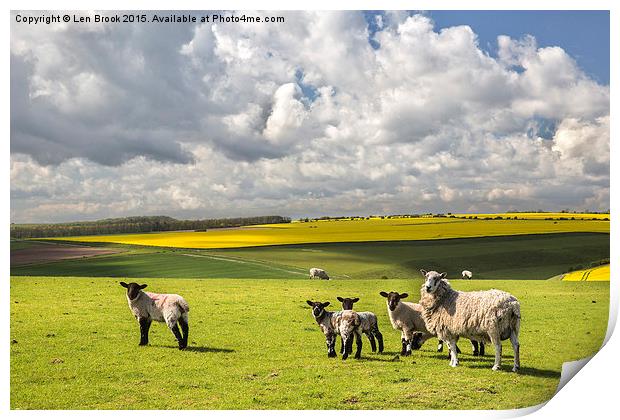 Sheep on the South Downs Print by Len Brook