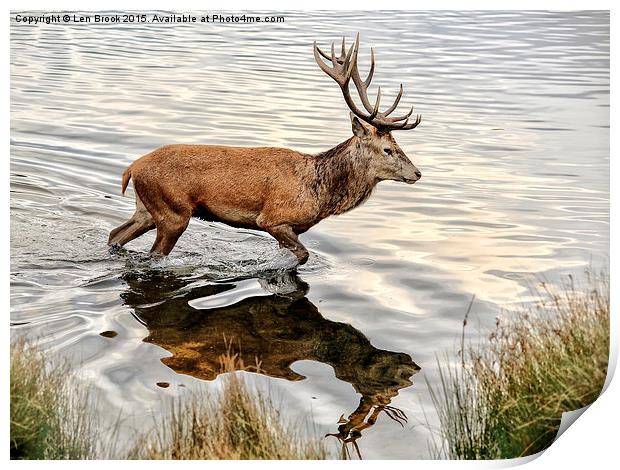 Red Deer Stag  Print by Len Brook