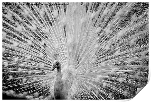  White Peacock Displaying Print by Len Brook