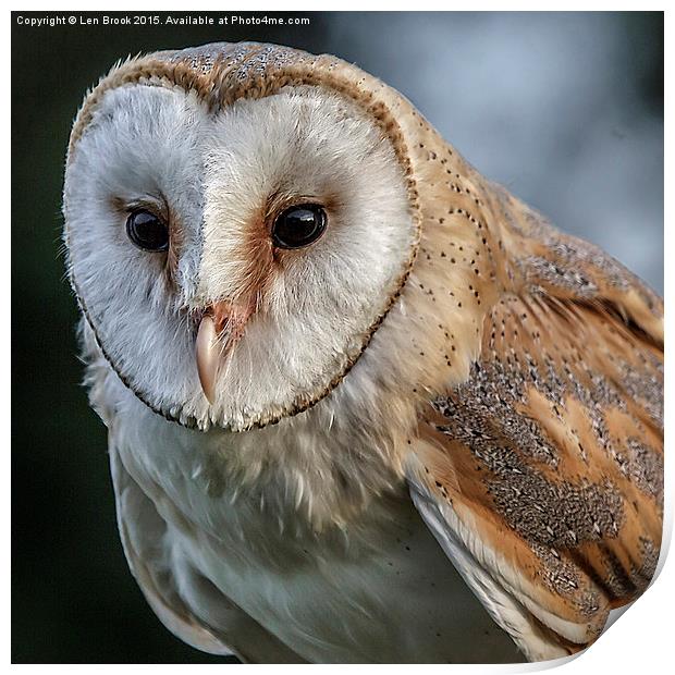 Barn Owl Portrait Print by Len Brook