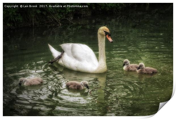 Mute Swan With Cygnets Print by Len Brook