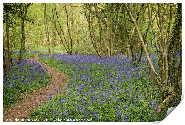 Clapham Woods Bluebells Print by Len Brook