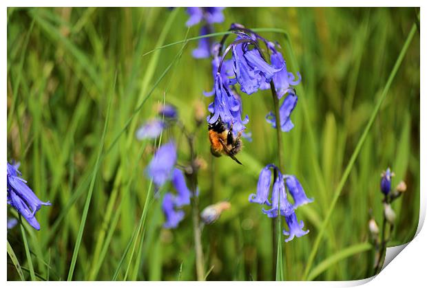  bee on a bluebell Print by luke perez