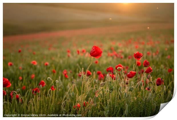 Poppies at sunset Print by Emma Varley