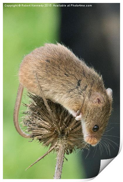 Harvets Mouse Print by Ravenswood Imagery