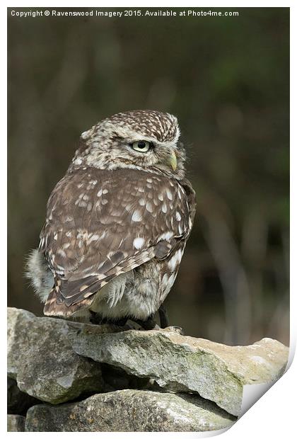  Little owl  Print by Ravenswood Imagery