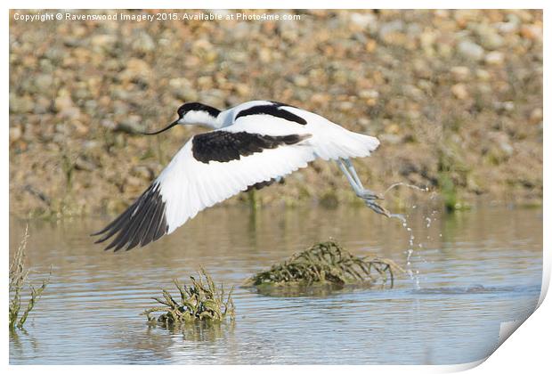  Avocet Take-off Print by Ravenswood Imagery
