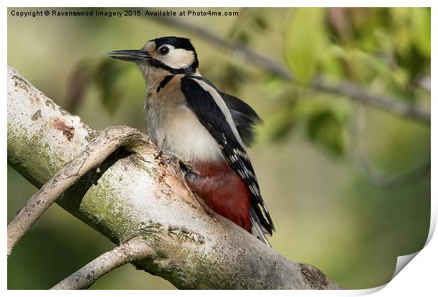  Woodpecker  Print by Ravenswood Imagery