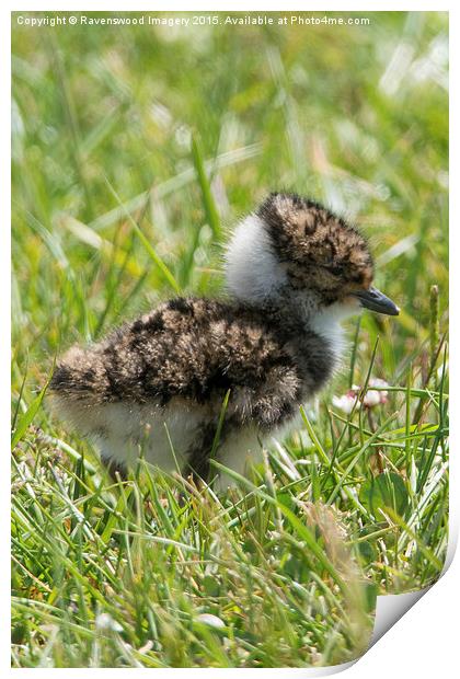  Its so Fluffy  Print by Ravenswood Imagery