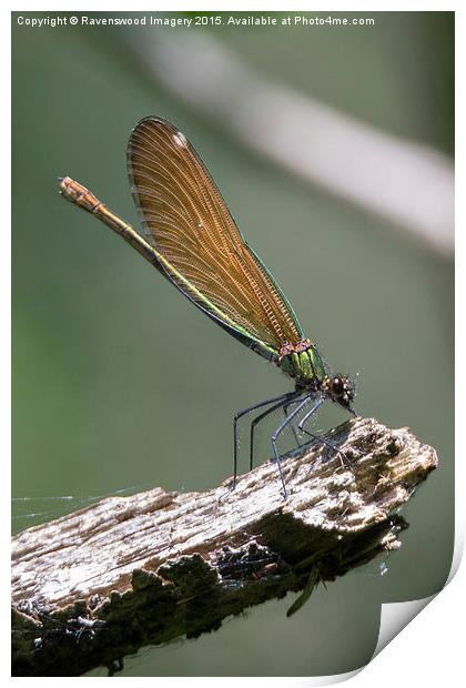  fairy wings Print by Ravenswood Imagery