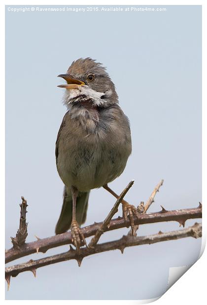  Whitethroat in song Print by Ravenswood Imagery