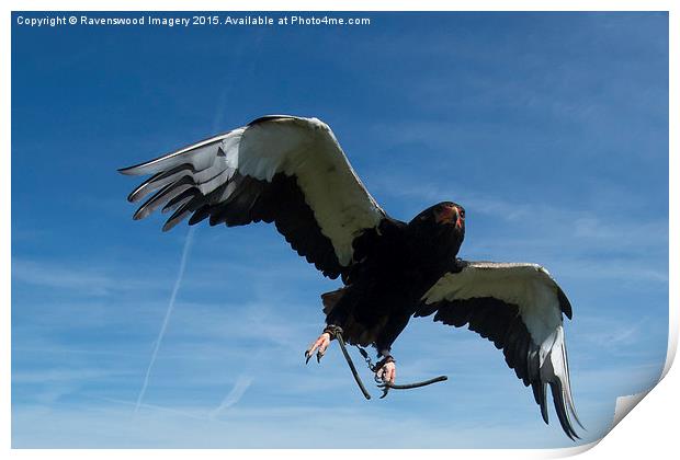 Bateleur in flight Print by Ravenswood Imagery