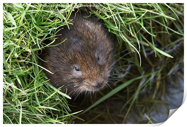  Vole in the Hole Print by Ravenswood Imagery