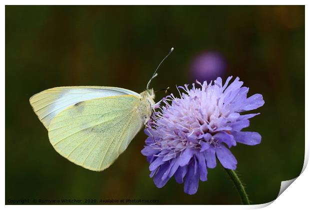 Large white butterfly Print by Rumyana Whitcher