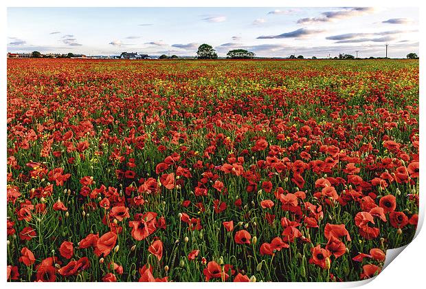  Summer Poppies Print by John Edgar