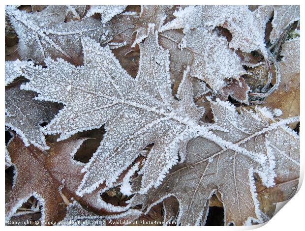 Frozen oak tree leaf Print by Magda van der Kleij