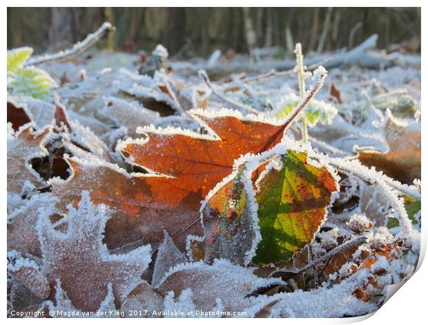 Frozen leaves in the sunlight Print by Magda van der Kleij