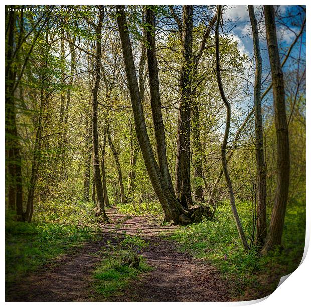  Ranscombe Wood Path Print by mark sykes
