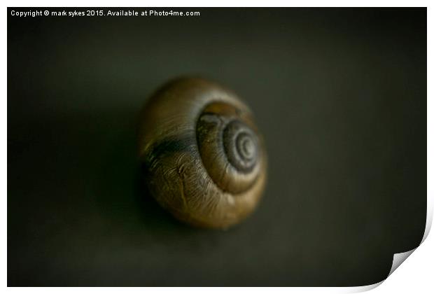Macro of a Tiny UK Snail  Print by mark sykes