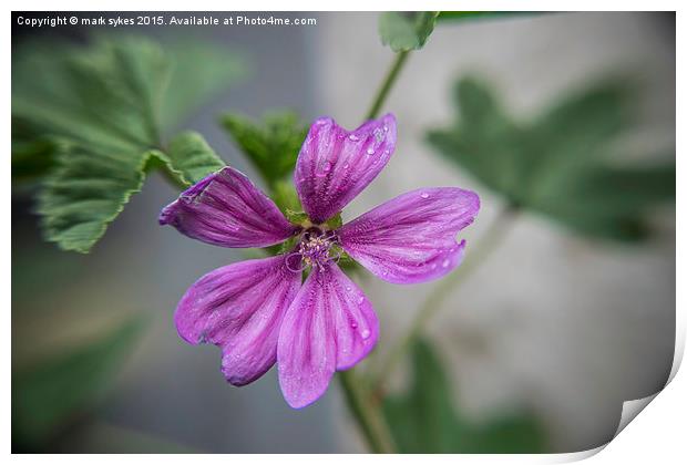 Macro Common Mallow Print by mark sykes