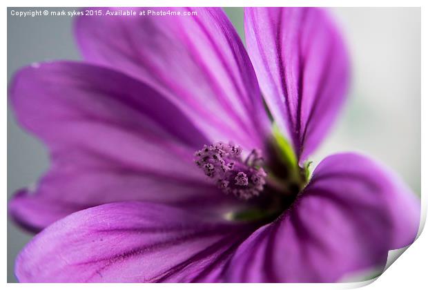  Macro Flower - Common Mallow Print by mark sykes