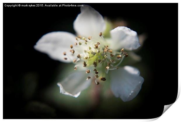  Autumns Arrival Macro Print by mark sykes