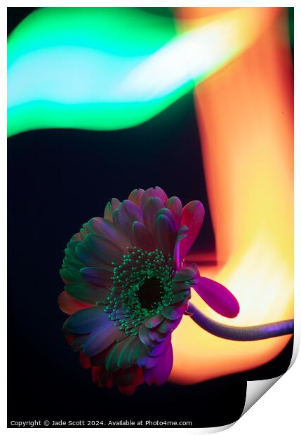 Light painted daisy flower Print by Jade Scott