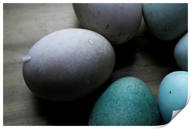 eggs  Print by Jade Scott
