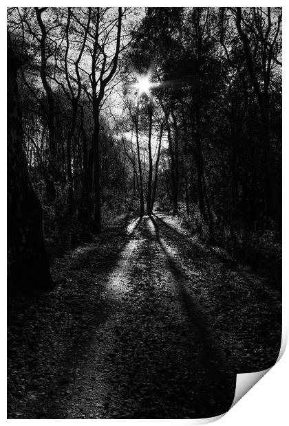 walk in the woods Print by Jade Scott