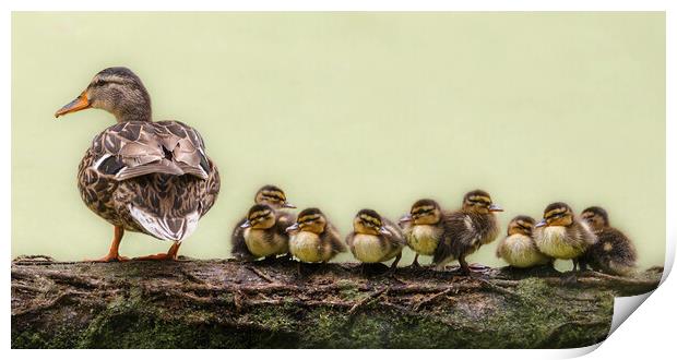 nine ducklings sitting in a row Print by tim miller